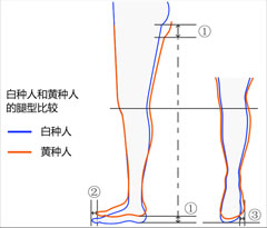 适合国人的腿型设计